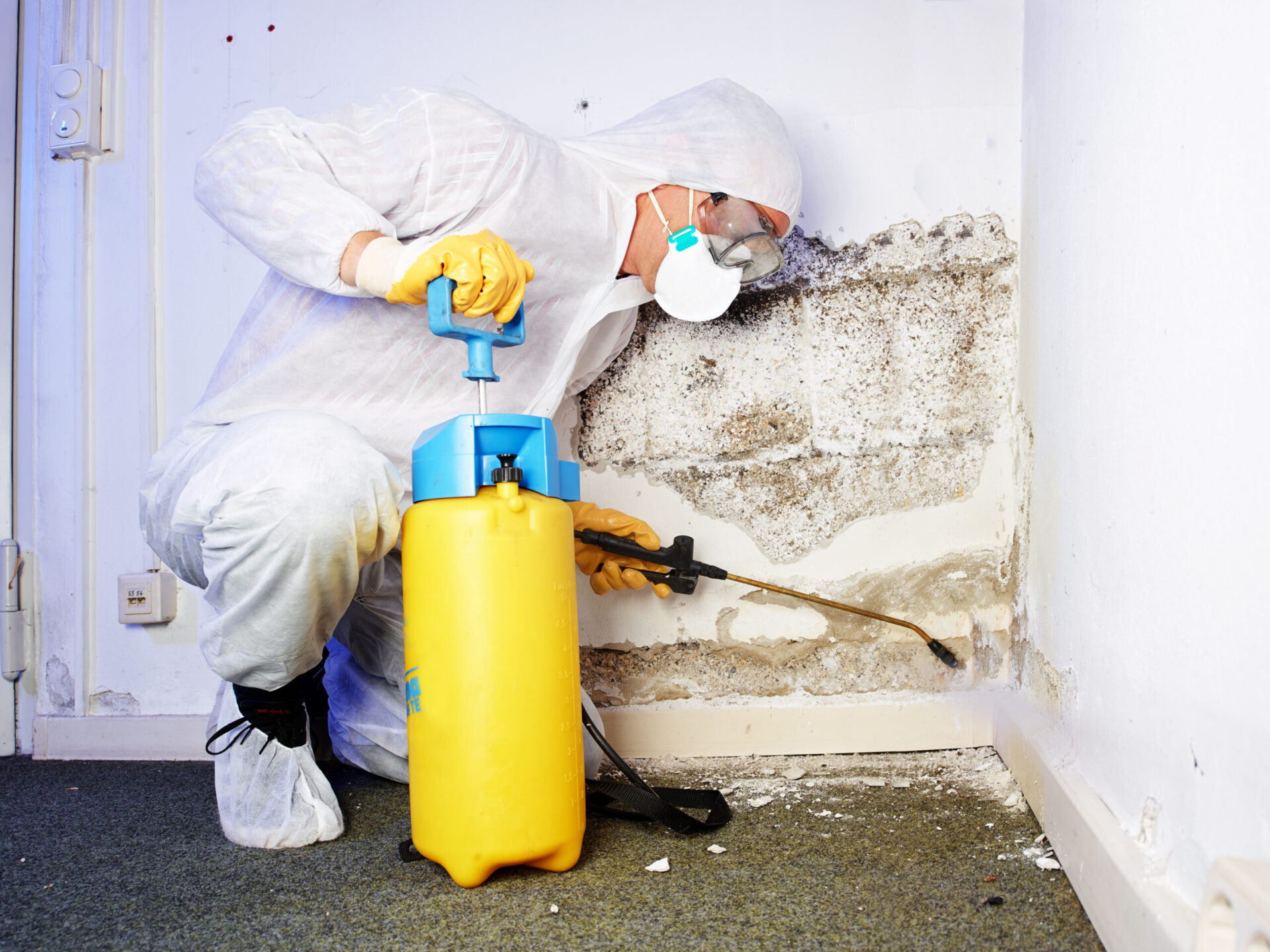 Expert Mold Remediation Service